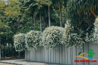 ​𝐊𝐡𝐮𝐨̂𝐧 𝐁𝐢𝐞̣̂𝐭 𝐭𝐡𝐮̛̣ 𝐠𝐢𝐚̀𝐧 𝐇𝐨𝐚 𝐆𝐢𝐚̂́𝐲, Khu Compound, 200 Nguyễn Văn Hưởng (có bảo vệ), Thảo Điền, Quận 2 ​