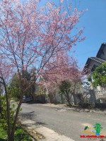 Lô đất nghỉ dưỡng view siêu đẹp khu biệt thự Đại Học Đà Lạt,  Phường 8 , Giá 25 tỷ TL